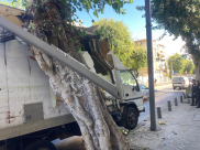 يافا: اصابة طفيفة لسائق شاحنة اصطدم بشجرة في المدينة